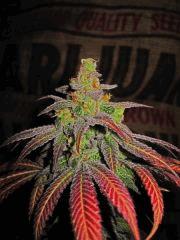 Querkle #7