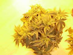 Big bud4