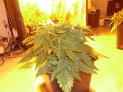 Big Bud