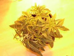lemon skunk
