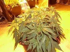 Big bud3