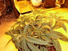 lemon skunk2