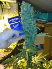 Cotton Candy #2 Flo +53 !