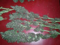 Cut Final ! Towerful #1 Phéno sativa Purple !