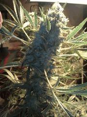 One Bud Grapefruit ! Flo +78 !