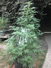 Outdoor 2k13 ! biddy Early ! Smart pot 41L !