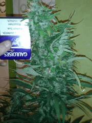 Red Afro #1 Flo +55 !