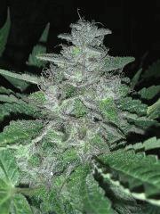 Blue pyramid Flo +54 !