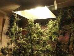 Emsemble [C99, Grapefruit, California Dream, Jack Critical]