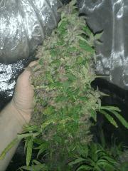 Towerful #1 Phéno Purple !