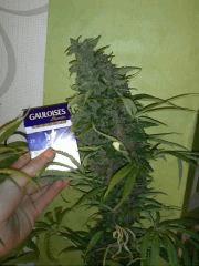 Towerful#2 Flo +55 !