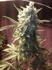 One Bud C99 ! Flo + 78 !