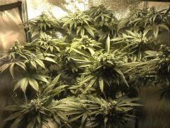 [HPS 250W Terre] ! 1xLSD 15 jours avant le cut !