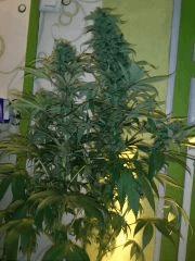 Towerful#1 Flo +55 !