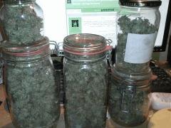 Curing [C99, Grapefruit, California Dream, Jack Critical] => 185g [9 x Onebud]