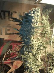 Jack critical Flo +78