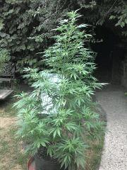 Outdoor 2k13 ! biddy Early ! Smart pot 41L !