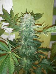 Super Hash  Flo + 57 - Rinçage +10