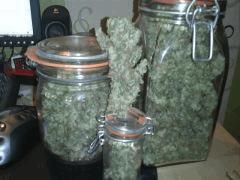 Curing Final de ma LSD ! 1ere experience ! 115Grammes ! sous 250w
