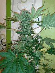 Super hash ! Flo + 50 !