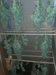 Dry Box Home made !