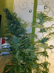 Red Afro #2 Flo +55 !