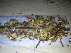 hash Ice O !