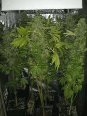 Welcome to the jungle (8) :d