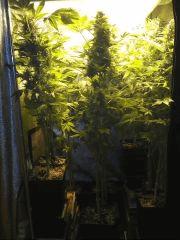One bud Flo + 50 !
