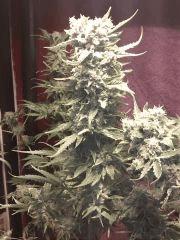 One Bud Jack Critical Flo + 78 !