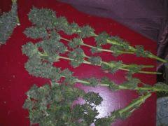 Cut Final ! Towerfull #2 Phéno Indica Black/Purple !