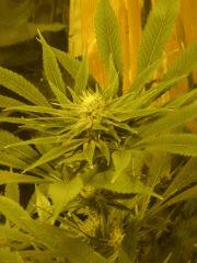 GEDC0576