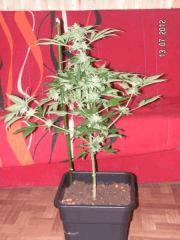 bigbud
