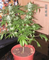 Flo (6)