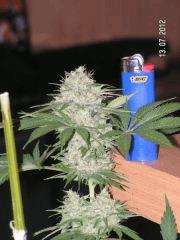 jackflash1