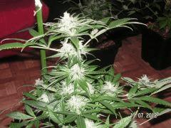 bigbud1