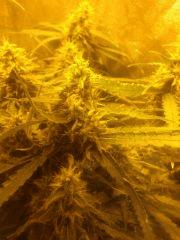 Bob Marley Fem, Original Amnésia