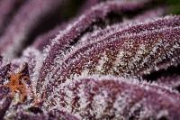 thumb DeepChunk Makro (4)
