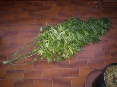 skunk Mal Cut (3)