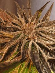 deep chunk  alpine seed