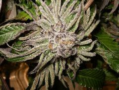 DeepChunk alpine