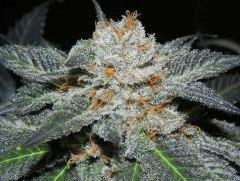 DeepChunk  alpine