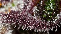 thumb DeepChunk Makro Shot (2)