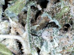 macro Pnr  2012 (5)
