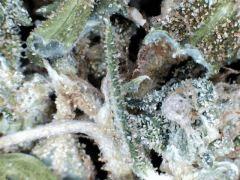 macro Pnr2012 (4)