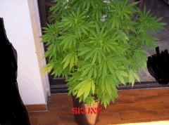 skunk (2)