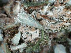 macro Pnr  2012 (1)