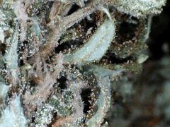 macro Pnr  2012 (2)