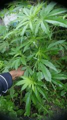 Black Do x cocoa kush