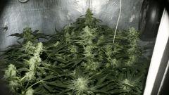 Moby Dick & Black Do coconut's Flo+40